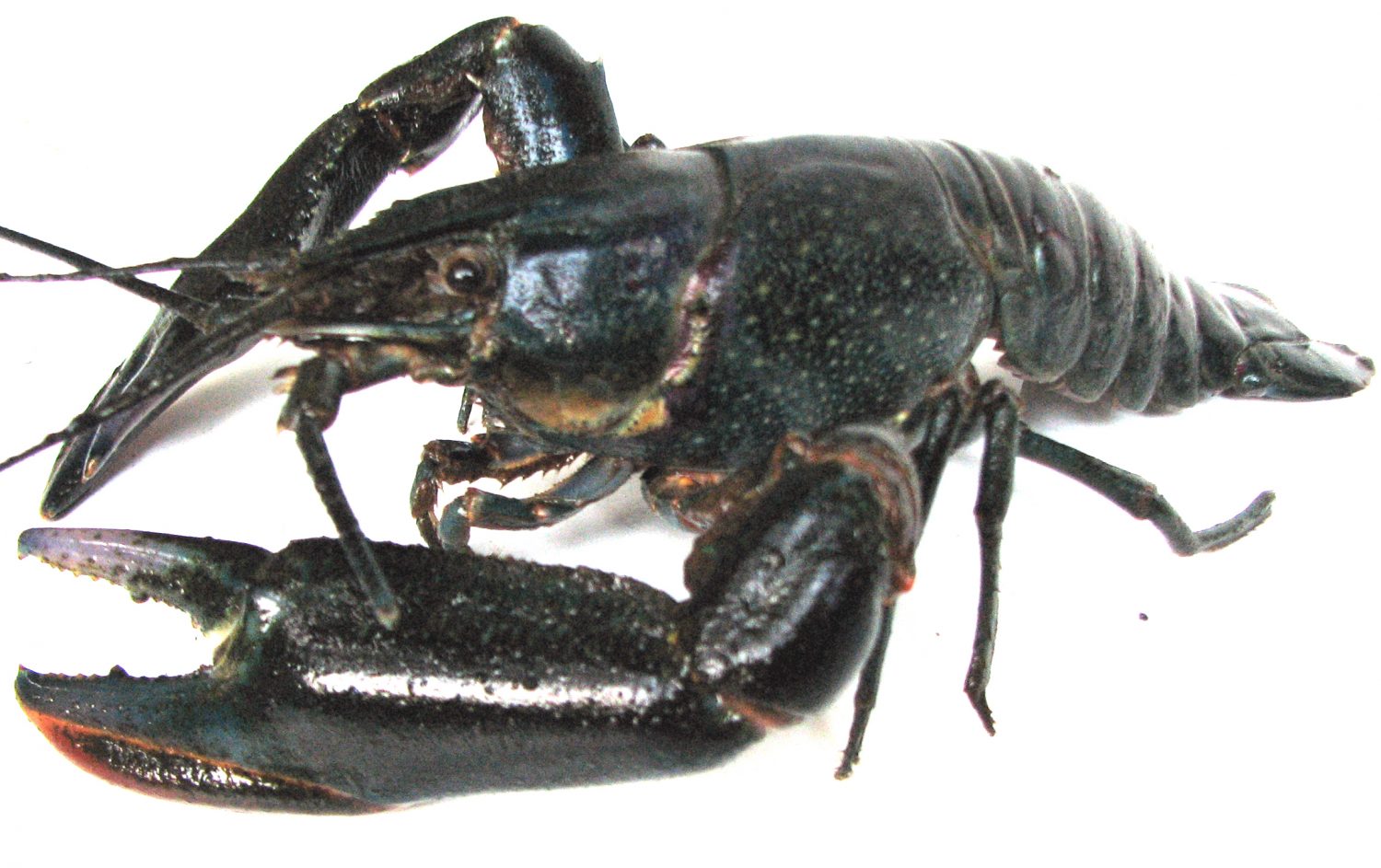 lobster-macho lobster-macho